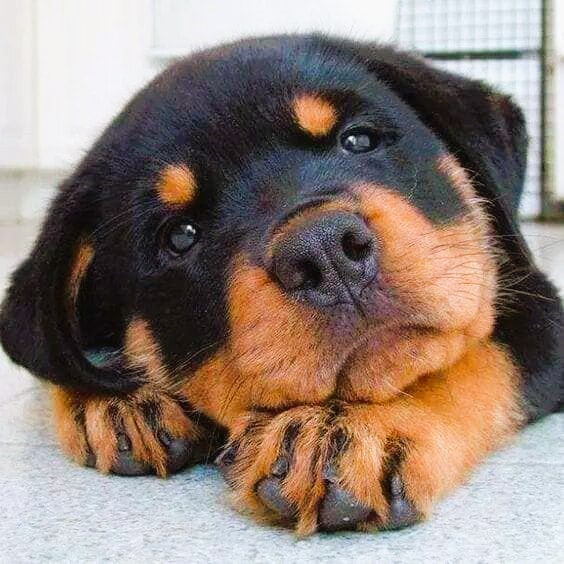 dog in heat