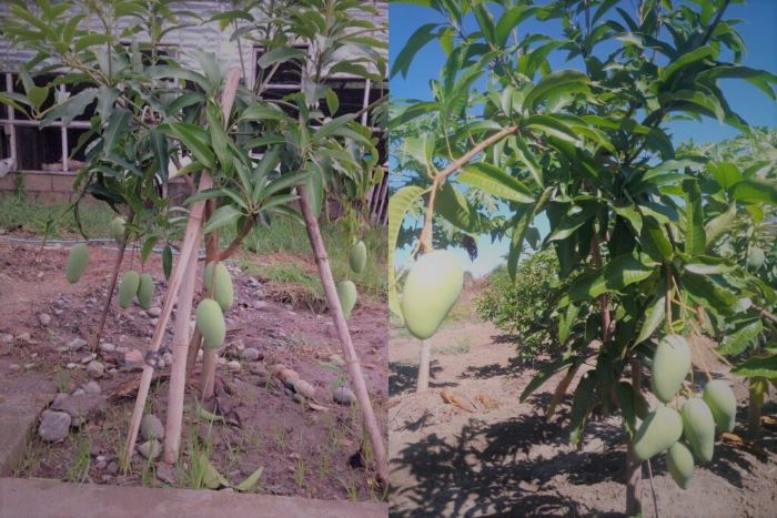 dwarf mango tree