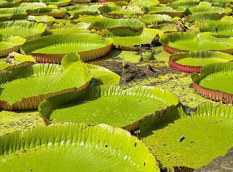 giant water lilies